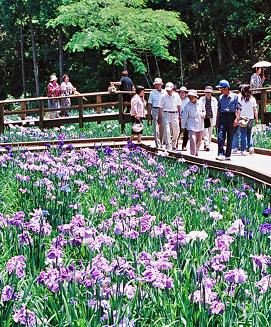 画像: 天草　花しょうぶ祭り